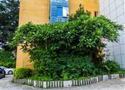 盈富家园-环境绿化