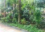 玮鹏花园（三期）-环境绿化