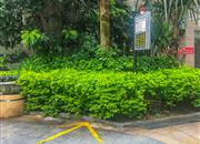 玮鹏花园（三期）-环境绿化