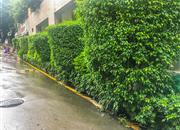 玮鹏花园（三期）-环境绿化