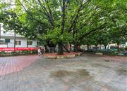 园岭花园-环境绿化