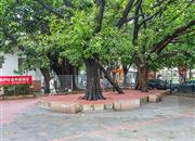 园岭花园-环境绿化