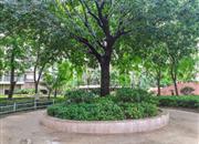 深业新岸线（三期）-环境绿化