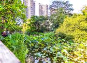 星河时代-环境绿化