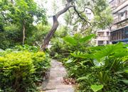 翠竹苑-环境绿化