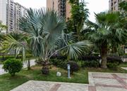 广业成学府道花园-环境绿化