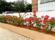 旺业豪苑-环境绿化