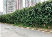 旺业豪苑-环境绿化