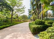 红树西岸-环境绿化