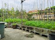 新城花园-环境绿化