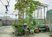 新城花园-环境绿化