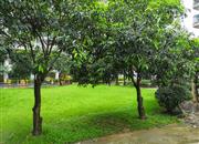 金成时代家园-环境绿化