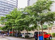 阳光里雅居-环境绿化