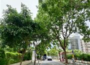东华大厦-环境绿化