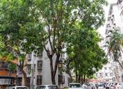 金田花园-环境绿化