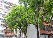 金田花园-环境绿化