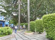 旭飞花园-环境绿化