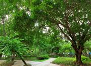缔馨园-环境绿化