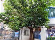 南山天源大厦-环境绿化