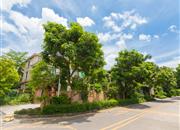 梅花山庄-环境绿化