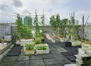 欣荣苑-环境绿化