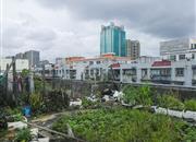 富盛苑-环境绿化