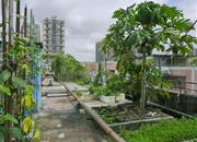 宝华花园-环境绿化