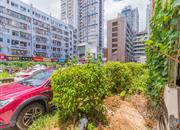 中兴之家-环境绿化