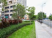 星河明居-环境绿化