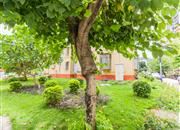 翠薇园-环境绿化