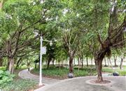 高发住宅-环境绿化