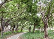 高发住宅-环境绿化