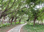 高发住宅-环境绿化