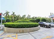 皇城广场-环境绿化