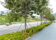 安峦公馆-环境绿化