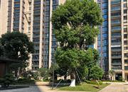 都市茗荟花园(一期)-环境绿化