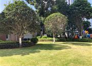 都市茗荟花园(一期)-环境绿化