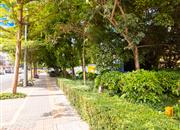 金色海琴苑-环境绿化
