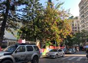 36区住宅-环境绿化