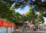 36区住宅-环境绿化