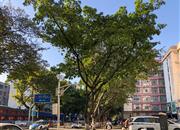 华厦楼-环境绿化