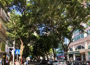 华厦楼-环境绿化