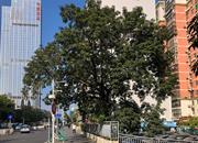 华通住宅楼-环境绿化