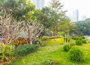 金迪世纪-环境绿化