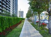 会展湾水岸广场-环境绿化