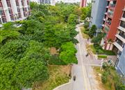 龙悦居四期-环境绿化