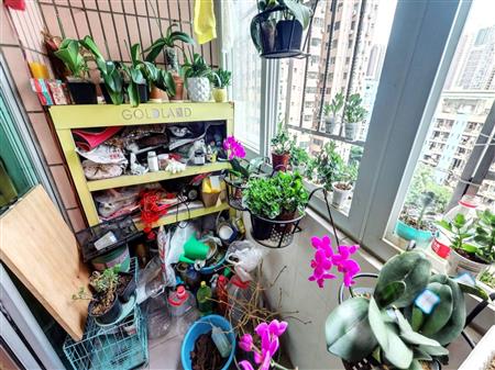 龙珠花园（B区）-阳台